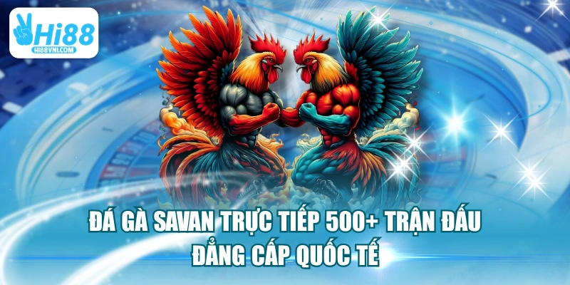 Đá Gà Savan Trực Tiếp 500+ Trận Đấu Đẳng Cấp Quốc Tế